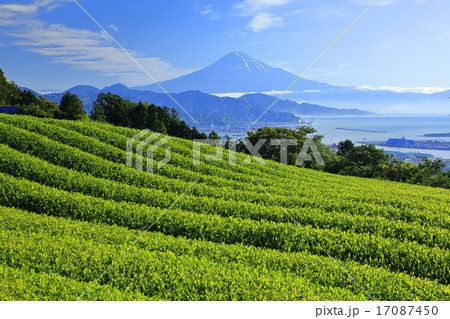 富士山と茶畑 17087450