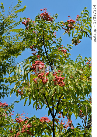 樹木：ゴンズイ　ミツバウツギ科 17087554