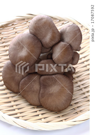 ひらたけ 17087592