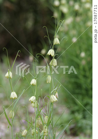 バイモ（アミガサユリ） 17087711