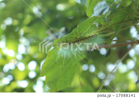 緑色の毛虫の写真素材