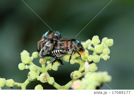 カナブンの交尾 17088177