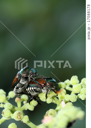 カナブンの交尾 カナブンの交尾 17088178