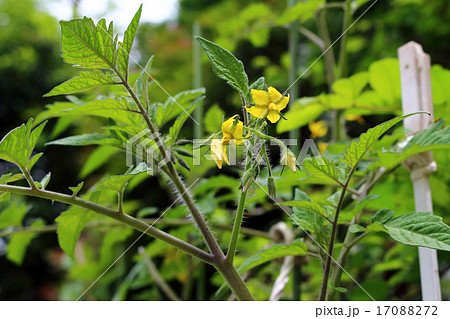トマト(家庭菜園） 17088272