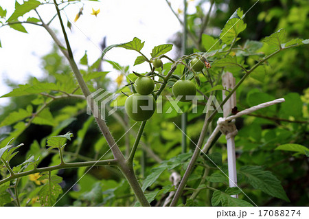 トマト(家庭菜園） 17088274