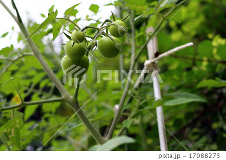 トマト(家庭菜園) トマト(家庭菜園) 17088275