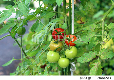 トマト(家庭菜園） 17088283
