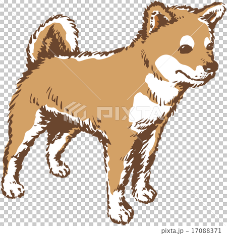 狗 狗 17088371