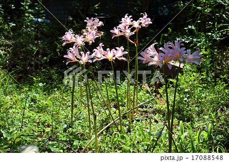 ナツズイセン 17088548