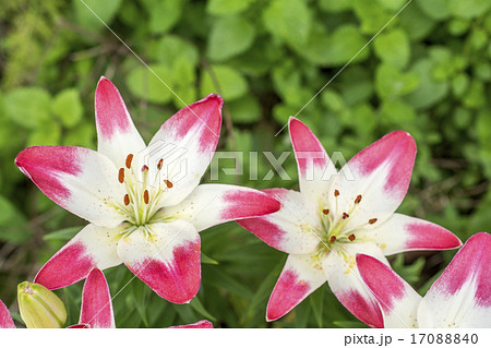 緑をバックに白と赤のツートンカラーのスカシユリの花の写真素材 17088840 Pixta