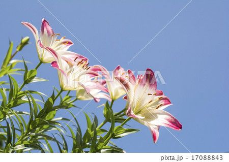 青空の下の白と赤のツートンカラーのスカシユリの花の写真素材