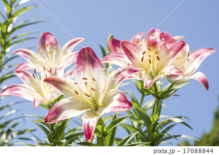 青空の下の白と赤のツートンカラーのスカシユリの花の写真素材