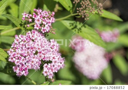 シモツケの花 シモツケの花 17088852