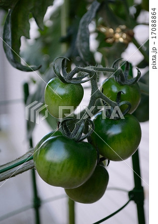 まだ青いトマト まだ青いトマト 17088864