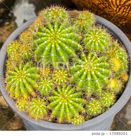 closeup cactus plant in botanical garden 17089201