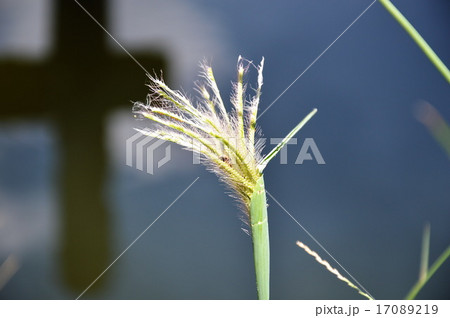 grass flower near the canal 17089219