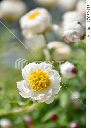 花簪（ハナカンザシ） 17089453