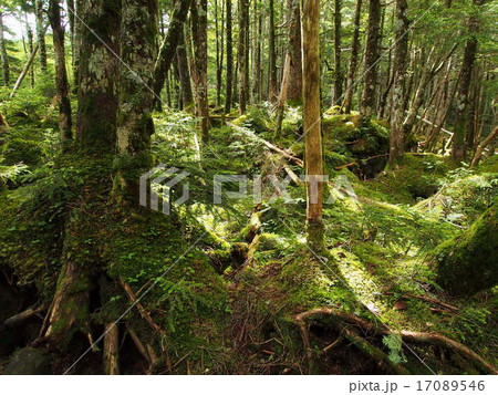 苔に覆われた北八ヶ岳の森 17089546