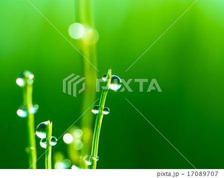 スギナと朝露 17089707