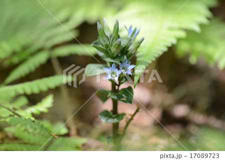 フデリンドウ 17089723