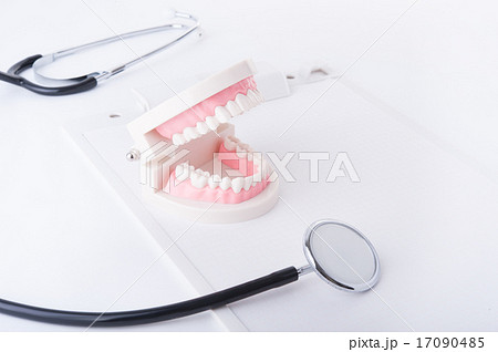 歯の模型 17090485