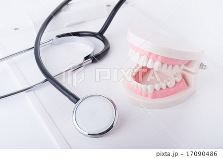 歯の模型 歯の模型 17090486