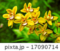 orchid 17090714