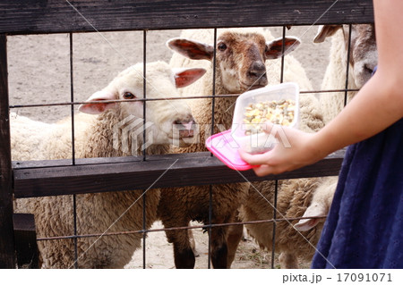 子供から餌を貰う羊 子供から餌を貰う羊 17091071