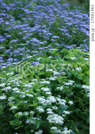 西洋藤袴　ユーパトリウムと呼ばれています。　白と青 17091465