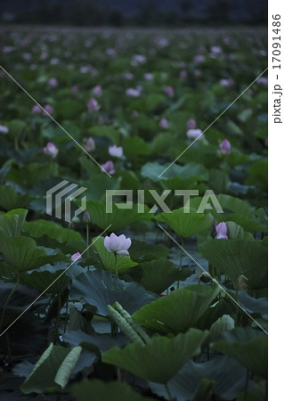 蓮の群生　伊豆沼・宮城 17091486