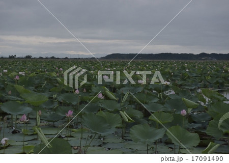 蓮の群生 伊豆沼・宮城 蓮の群生 伊豆沼・宮城 17091490