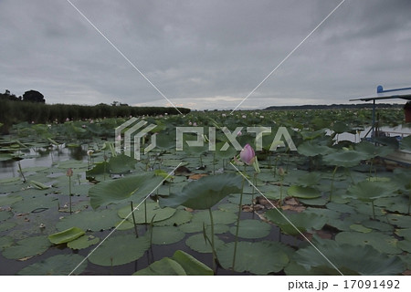 蓮の群生 伊豆沼・宮城 蓮の群生 伊豆沼・宮城 17091492