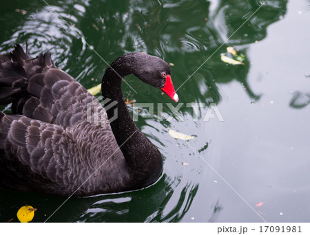 Black Swan Black Swan 17091981