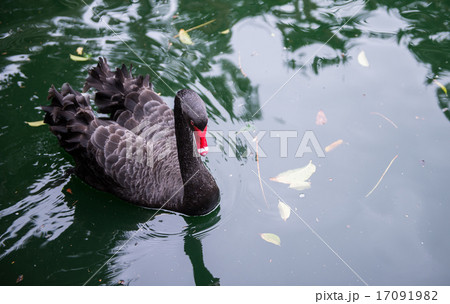 Black Swan Black Swan 17091982