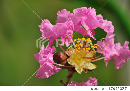 百日紅(さるすべり) 百日紅(さるすべり) 17092027