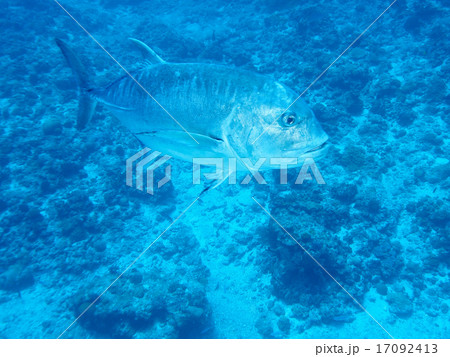 ロウニンアジ 17092413