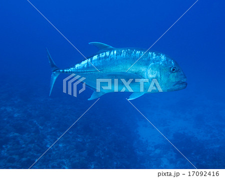 ロウニンアジ 17092416