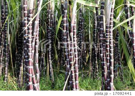 ASIA MYANMAR MYEIK SUGAR 17092441