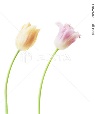 チューリップ チューリップ 17092963