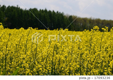 一面の菜の花 17093236