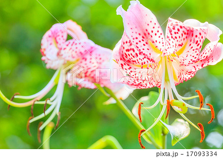 カノコユリ 17093334