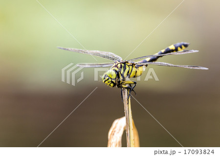 首を傾げるオニヤンマ 首を傾げるオニヤンマ 17093824