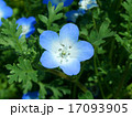 ネモフィラの花 (インシグニズブルー) 17093905