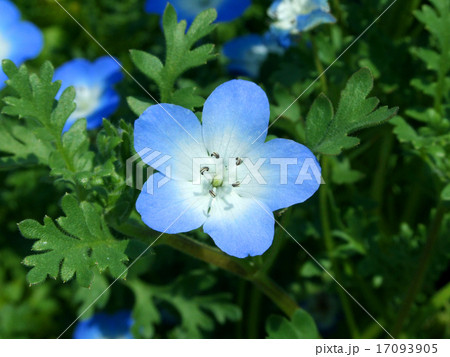 ネモフィラの花 (インシグニズブルー) 17093905