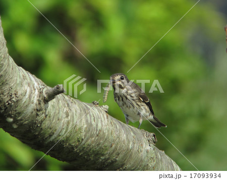 エゾビタキ７ 17093934