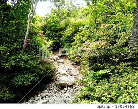 白鳥山登山道 白鳥山登山道 17094368