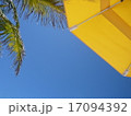パラソルとヤシの木 17094392