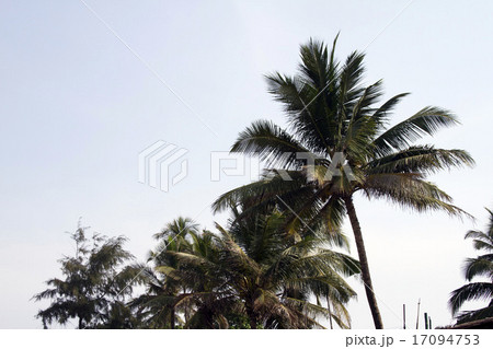 Coconut palm trees against the sky.  17094753