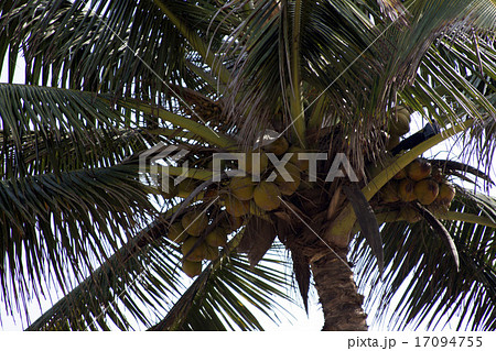 Coconut palm trees against the sky.  17094755