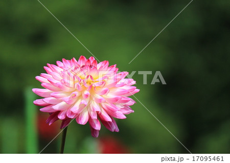 神代植物公園のダリア 美姫 神代植物公園のダリア 美姫 17095461